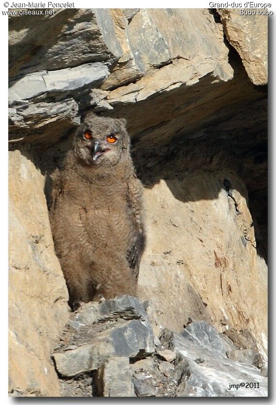 Eurasian Eagle-Owl