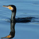 Grand Cormoran