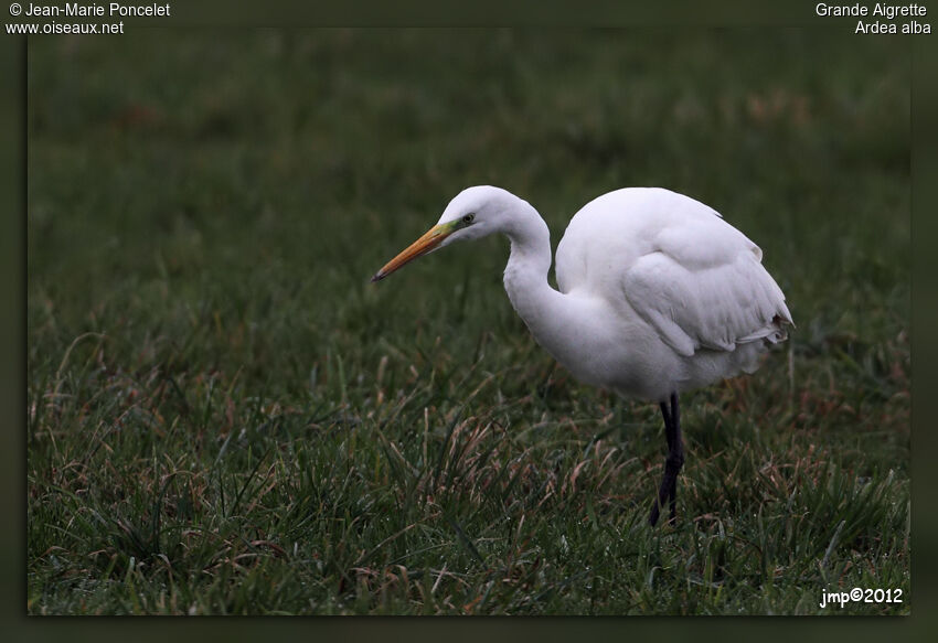 Great Egret