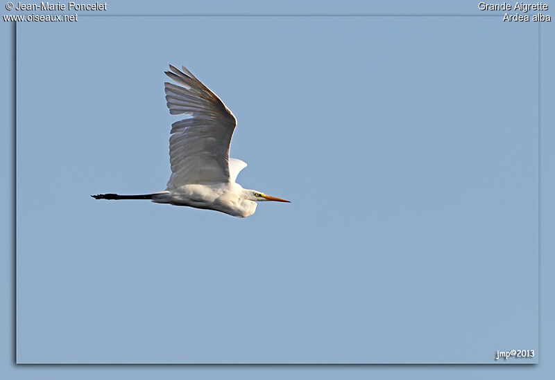 Great Egret