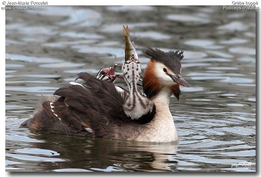 Great Crested Grebe