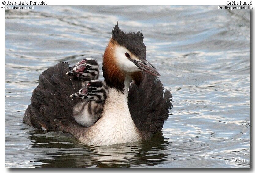 Great Crested Grebe