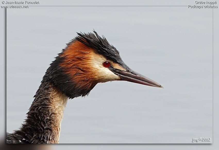 Great Crested Grebe