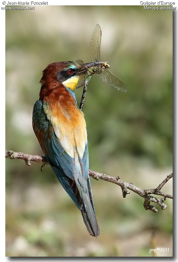 European Bee-eater