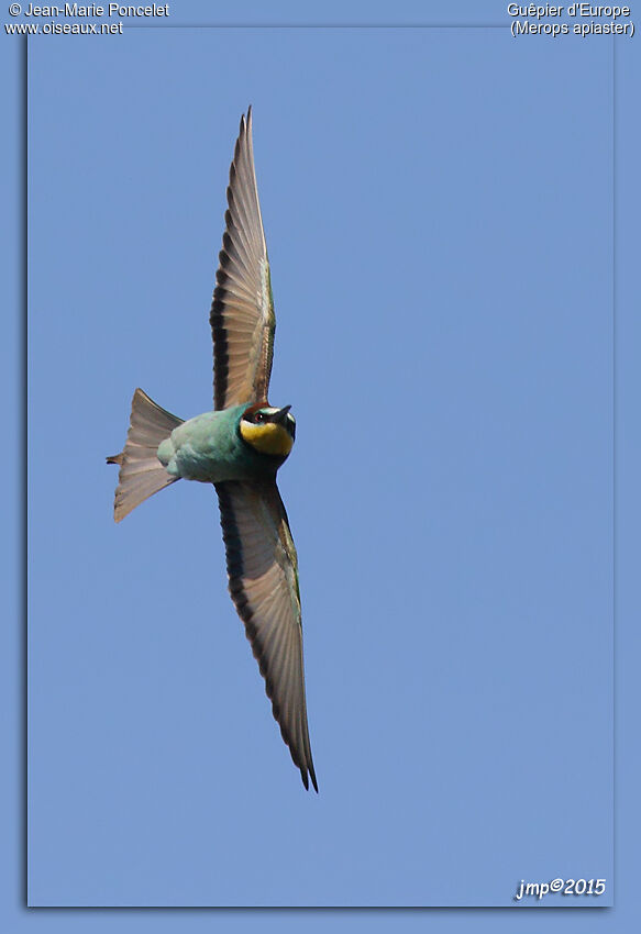European Bee-eater