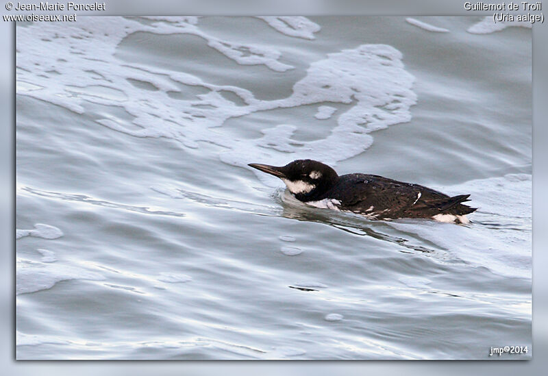 Common Murre