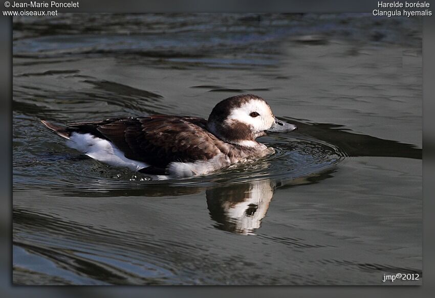 Long-tailed Duck female