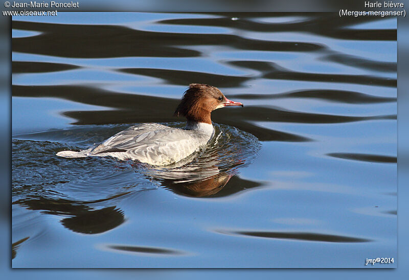 Common Merganser female