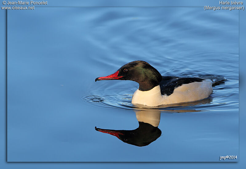 Common Merganser male