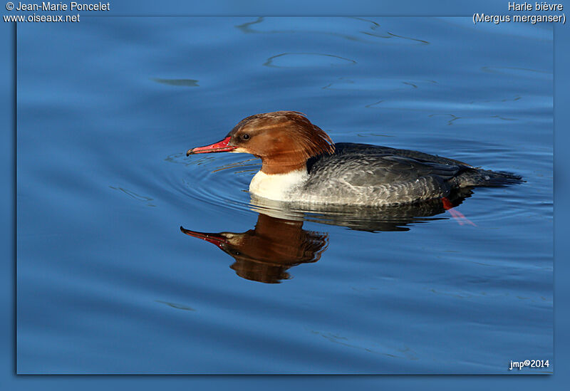 Common Merganser