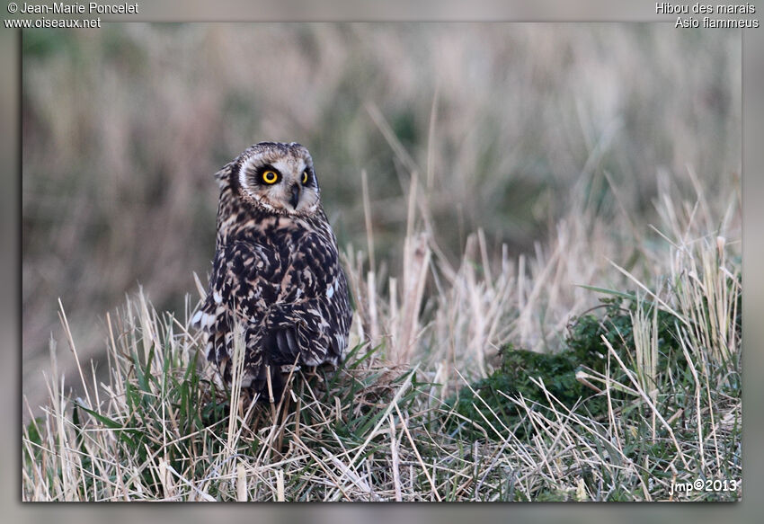 Short-eared Owl