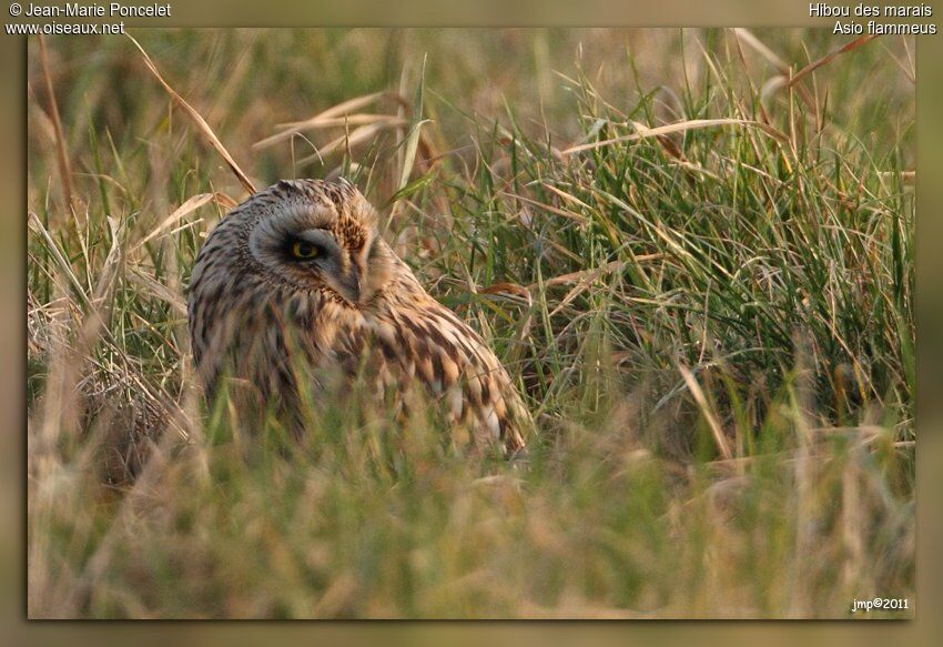 Hibou des marais