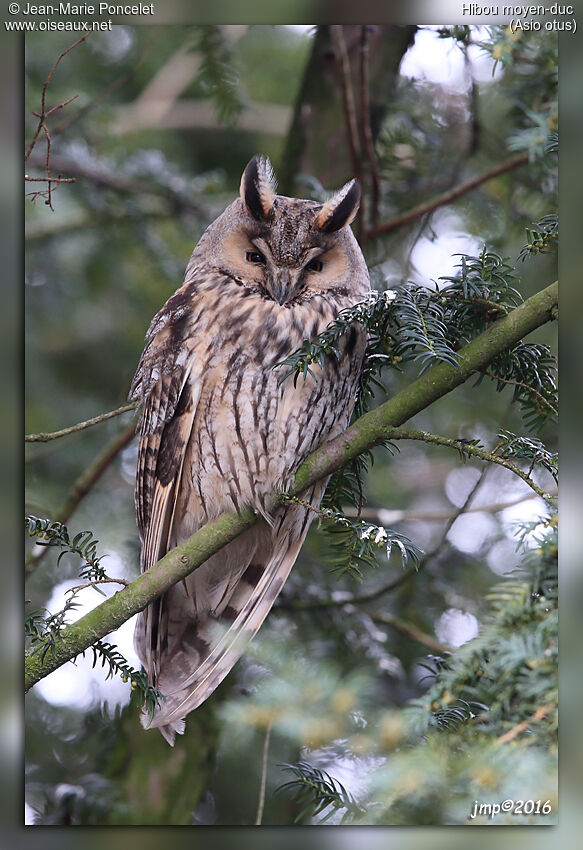 Long-eared Owl