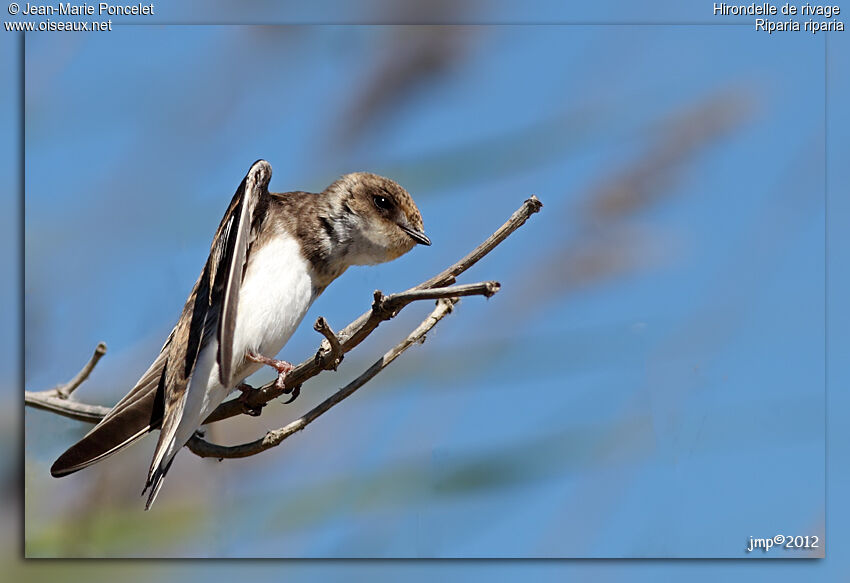 Sand Martin