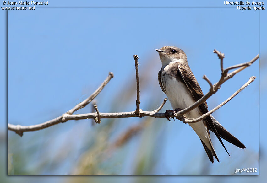 Sand Martin