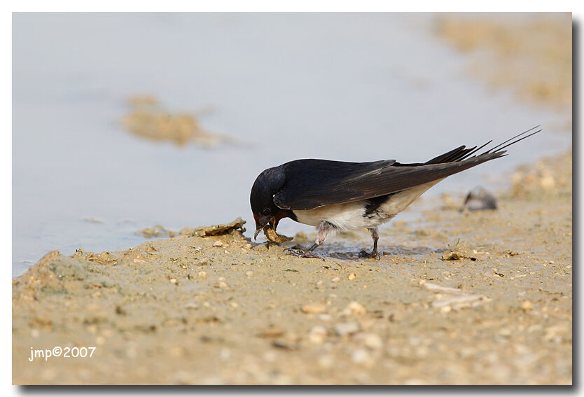 Barn Swallow