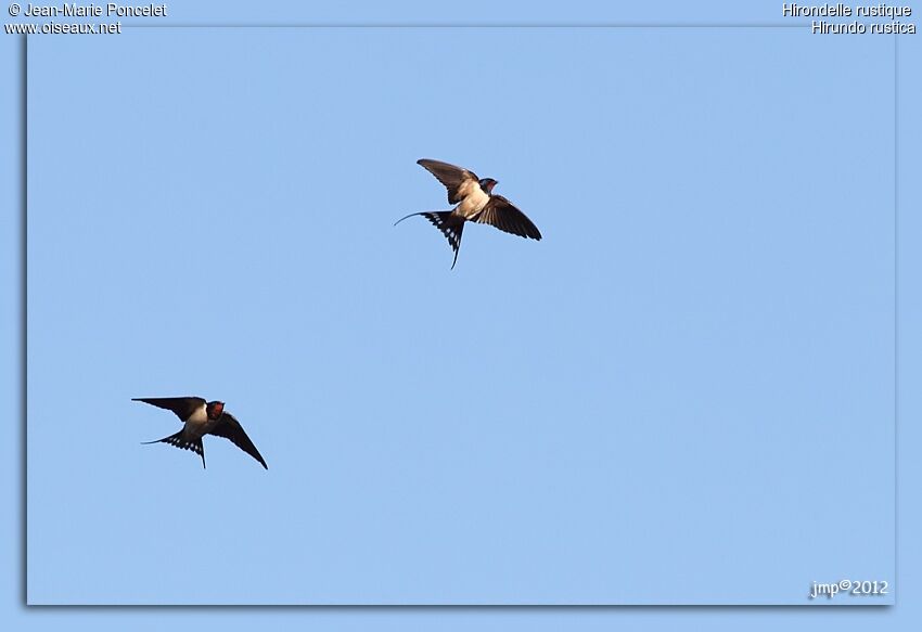 Barn Swallow