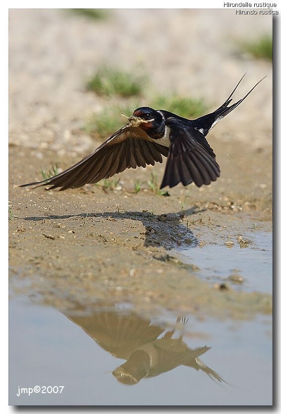 Hirondelle rustique