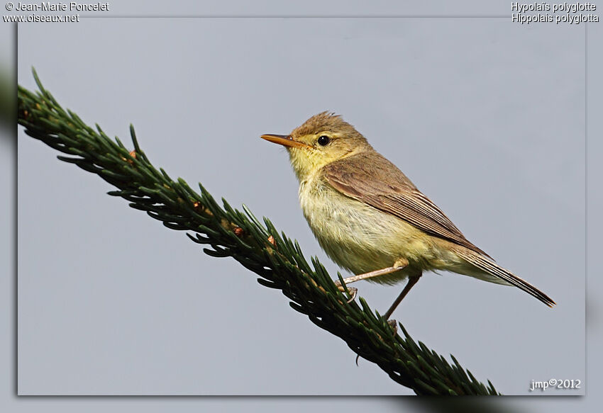 Melodious Warbler