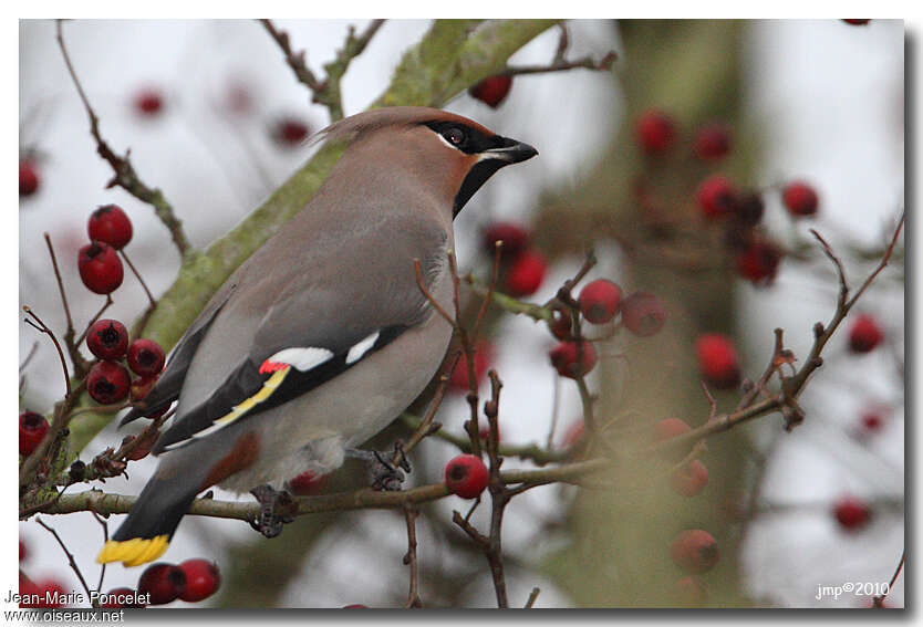 Bohemian Waxwing male adult
