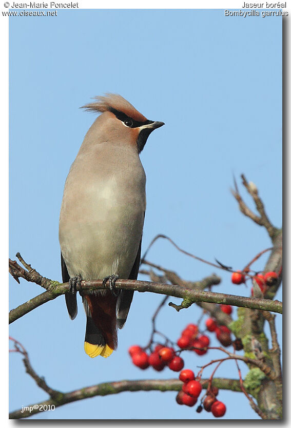 Bohemian Waxwing