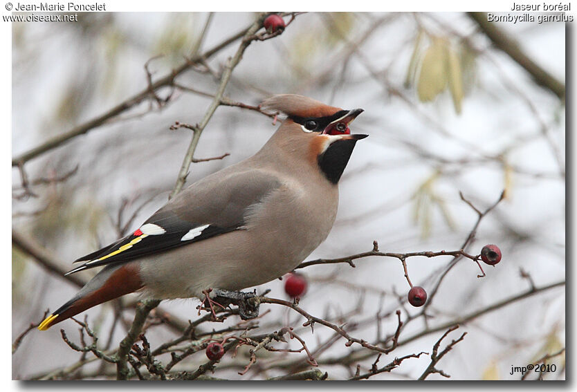 Bohemian Waxwing