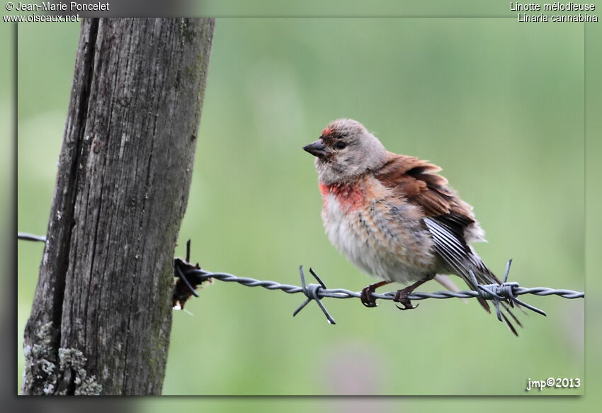 Common Linnet
