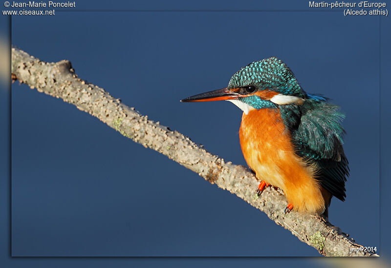 Martin-pêcheur d'Europe