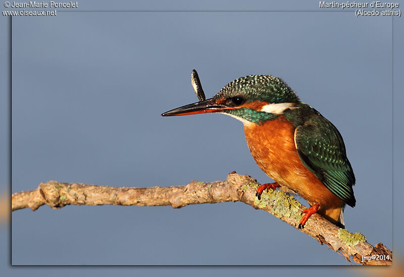 Common Kingfisher