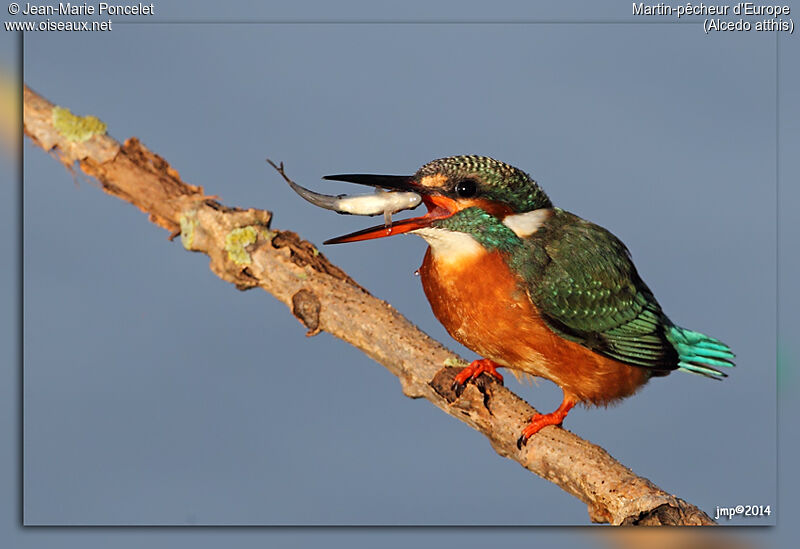 Common Kingfisher