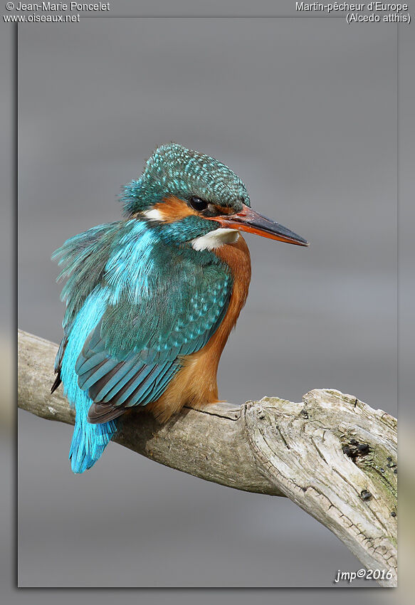 Martin-pêcheur d'Europe femelle