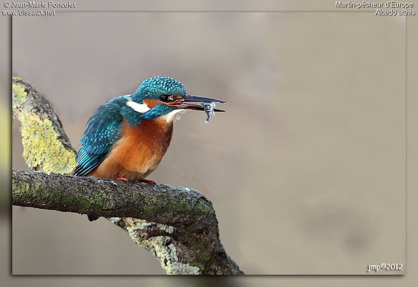 Common Kingfisher