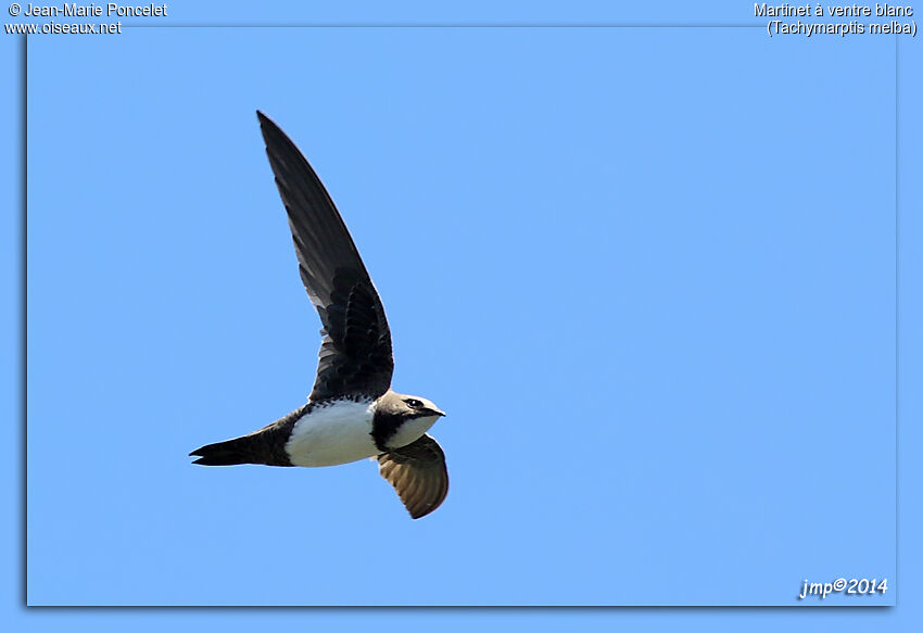 Alpine Swift