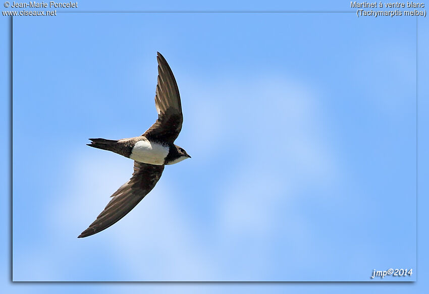 Alpine Swift