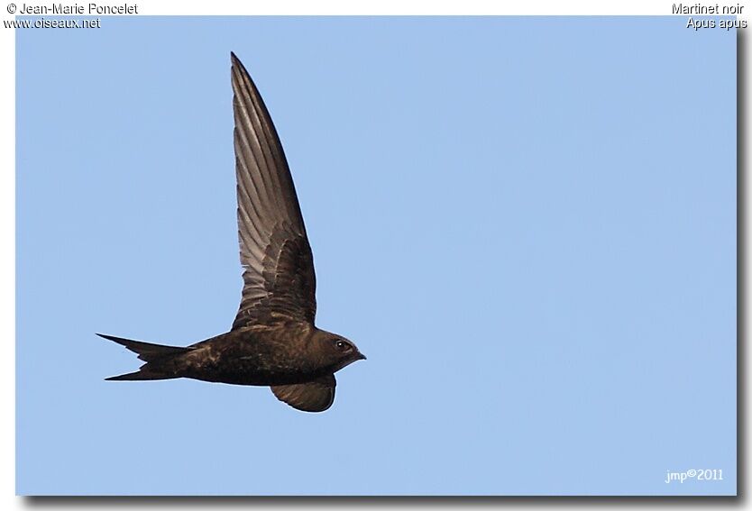 Common Swift