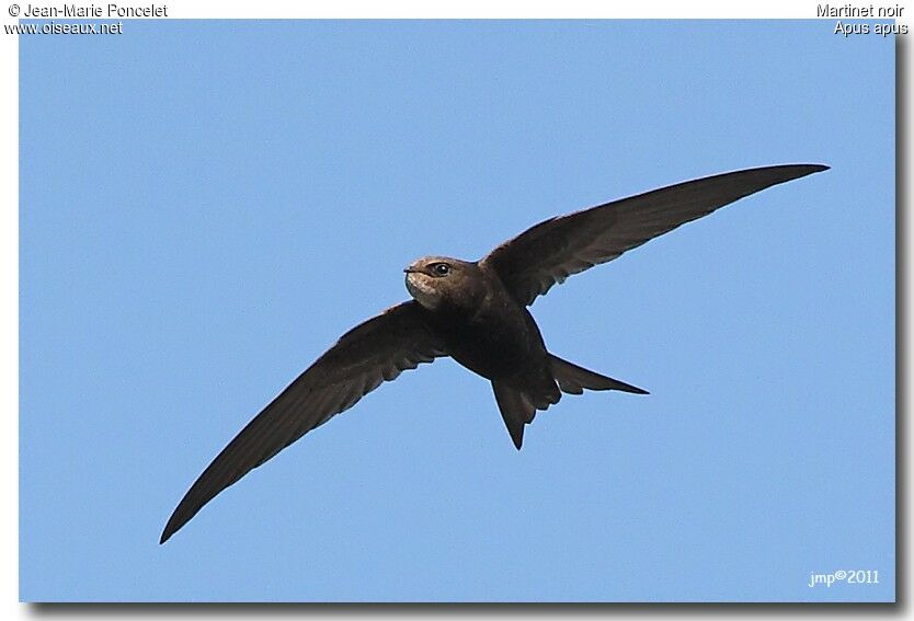 Common Swift