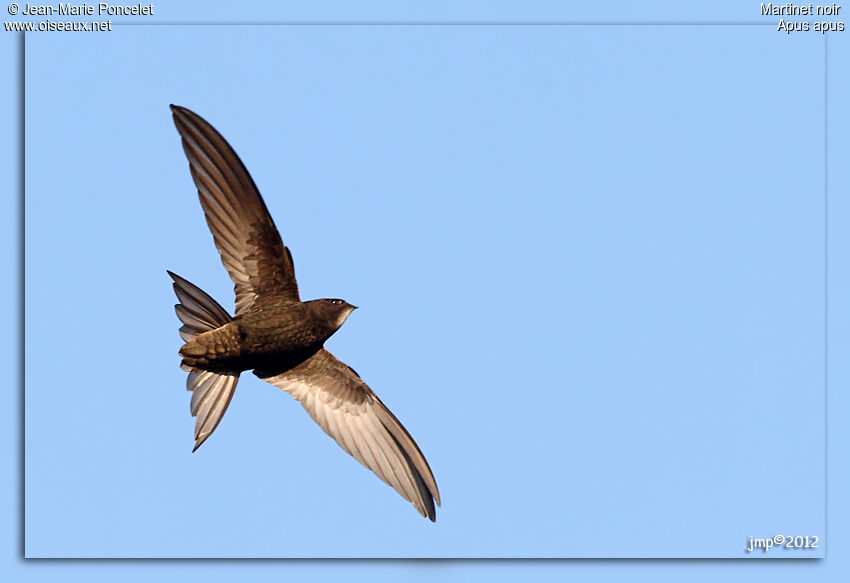Common Swift