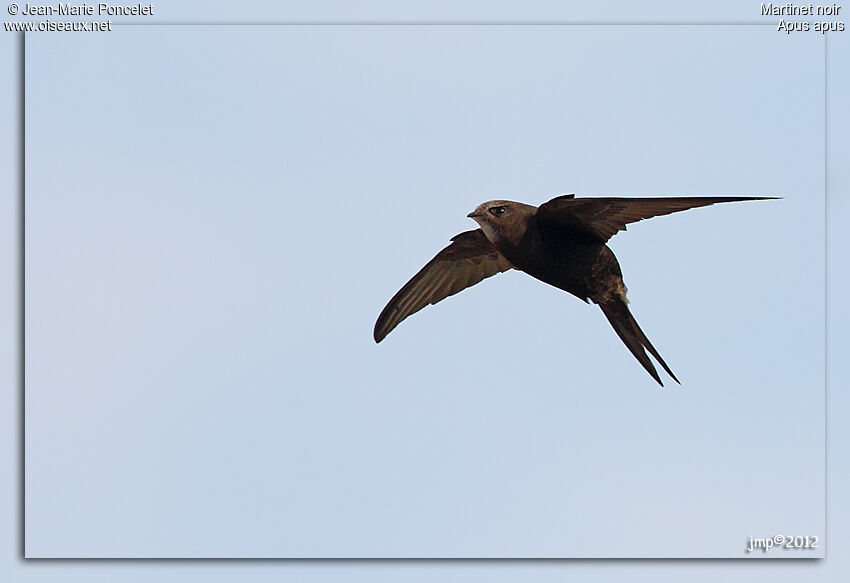 Common Swift