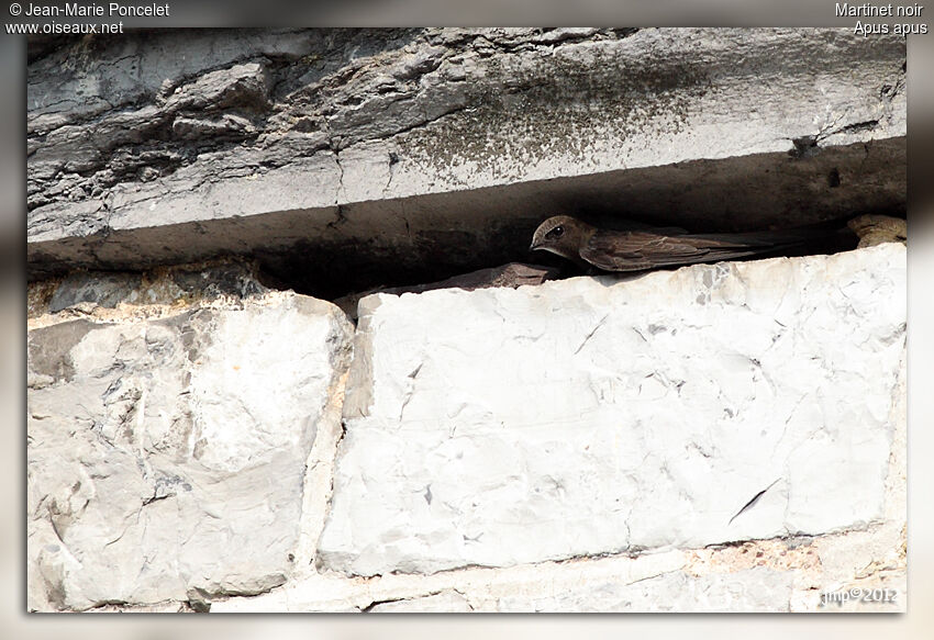 Common Swift