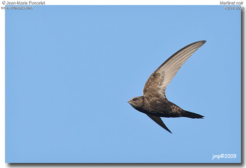 Common Swift