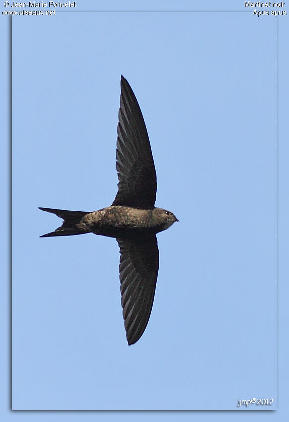 Common Swift
