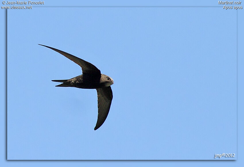 Common Swift