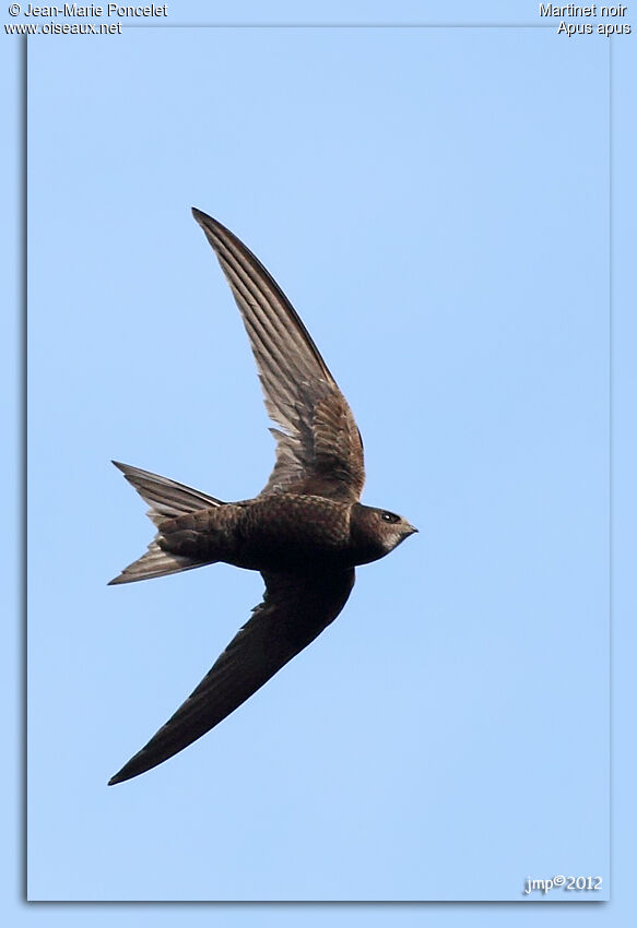 Common Swift