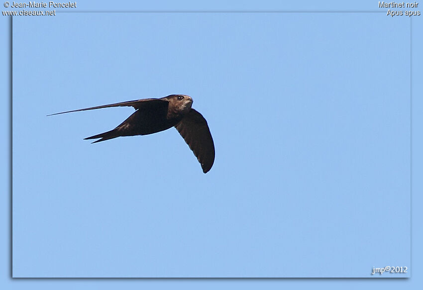 Common Swift