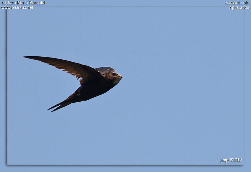Common Swift