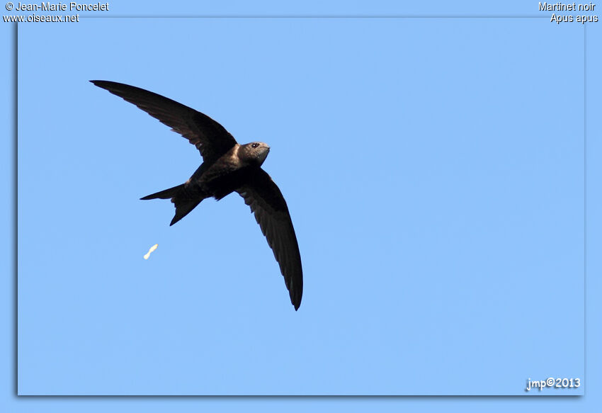 Common Swift