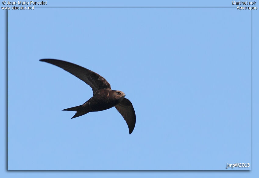 Common Swift