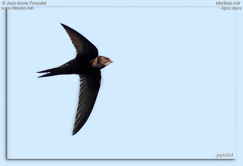 Common Swift
