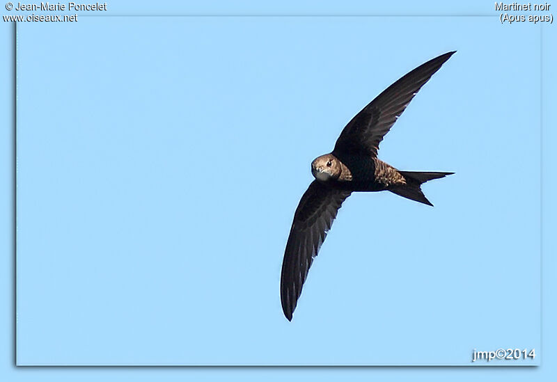 Common Swift