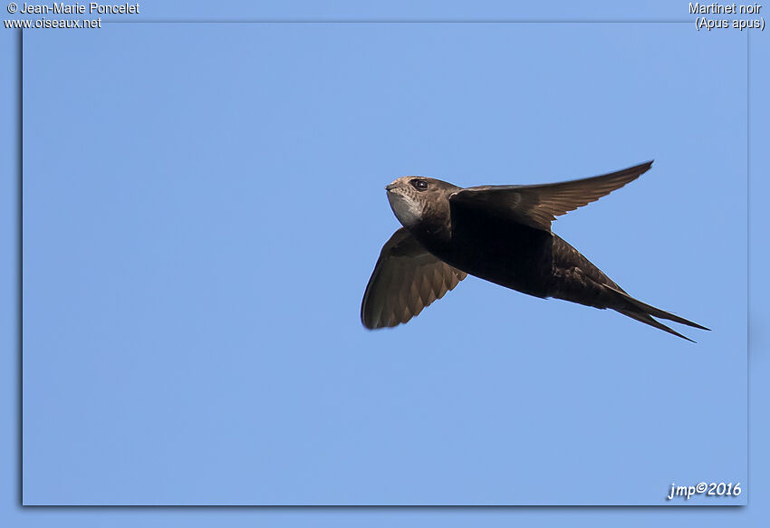 Common Swift